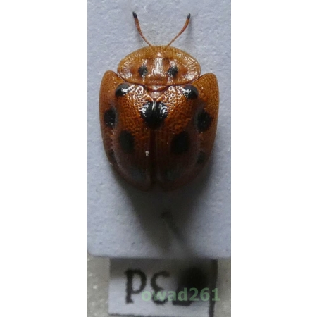 Cassidae sp. Philippines73d